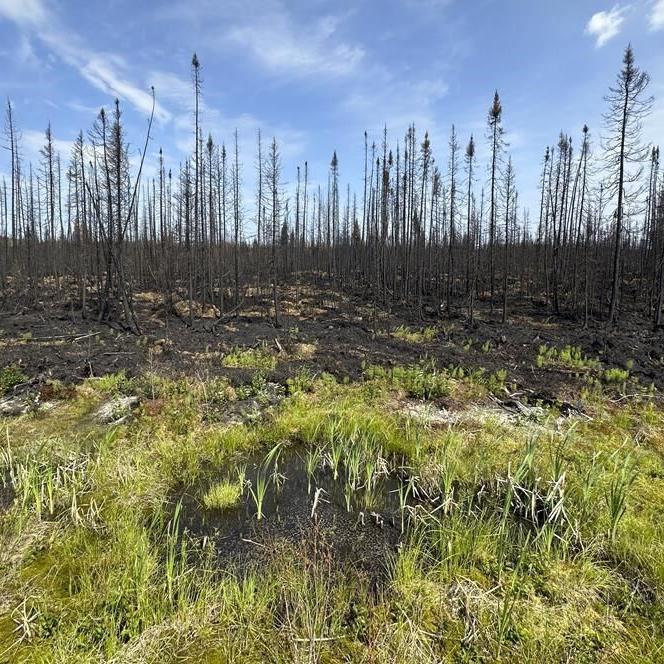 Quebec man who blamed wildfires on government pleads guilty to setting 14 fires